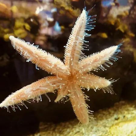 Hotel Derrynane & Holiday Homes