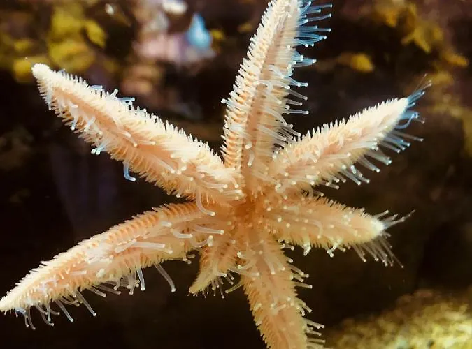 Szálloda Derrynane & Holiday Homes